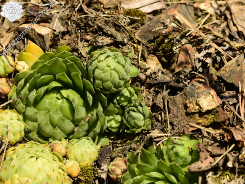 globiferum ssp. globiferum from Skryje, NO von der Brücke