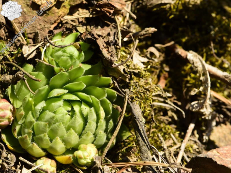 globiferum ssp. globiferum from Skryje, NO von der Brücke