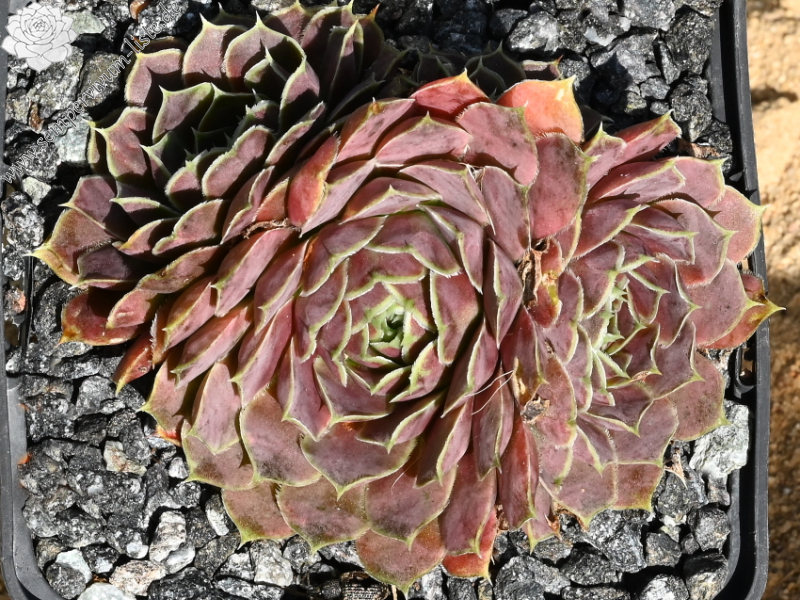 Champagne Cocktail / Jovi