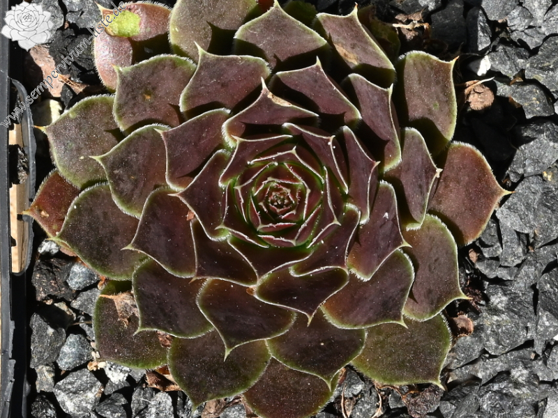 Hodi's Beauty / Jovi