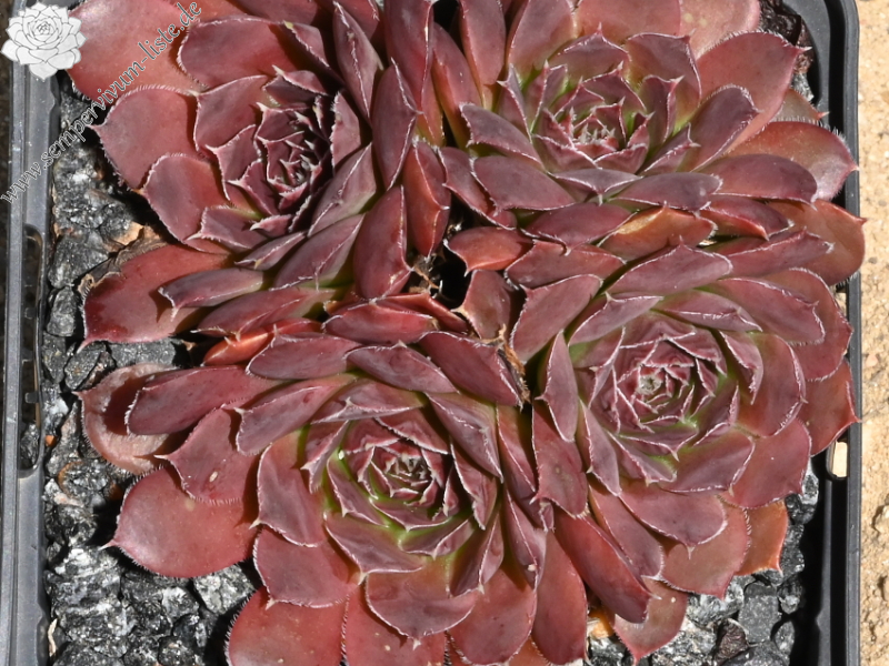 Korspelse Benonte / Jovi