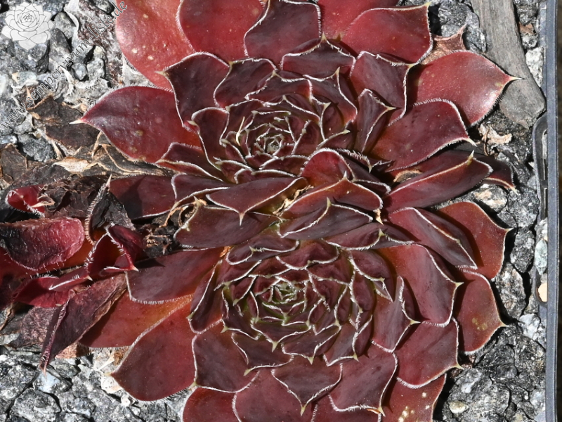 Korspelse Floteal / Jovi