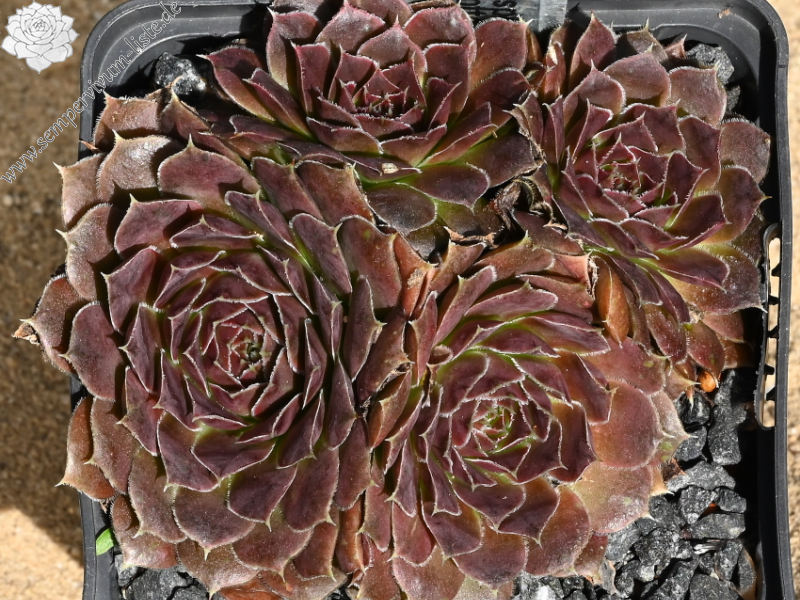 Korspelse Gillote / Jovi