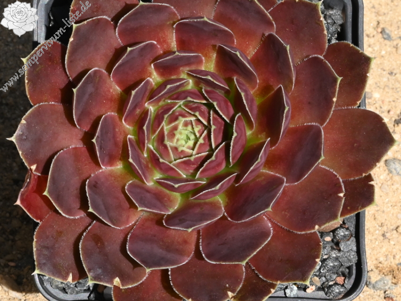 Korspelse Itsaso / Jovi