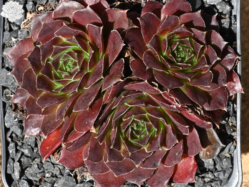 Korspelse Olyna / Jovi