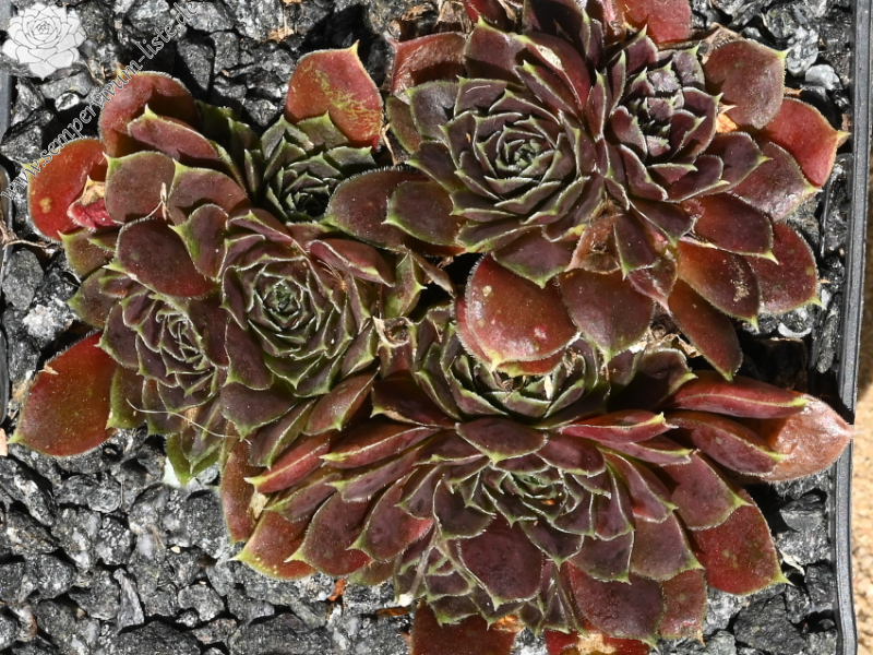 Korspelse Pirkko / Jovi