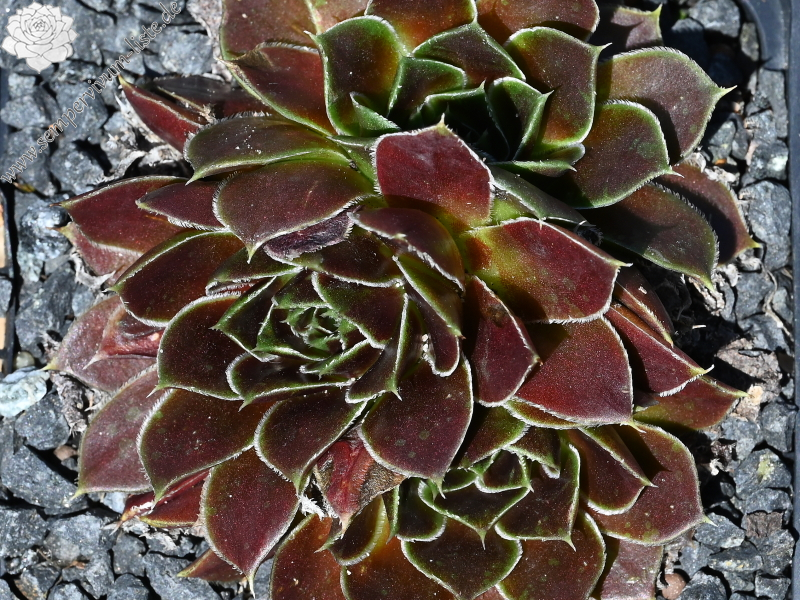 Korspelse Senne Cherry / Jovi