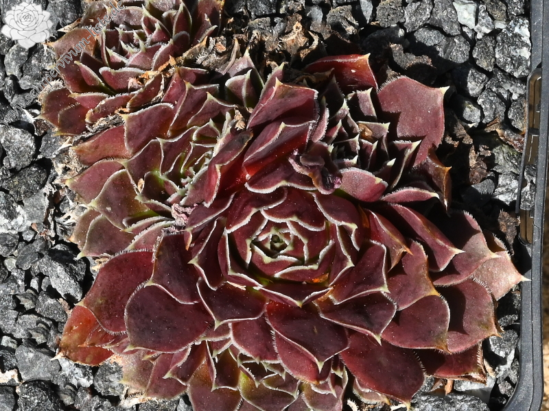 Matra Massief / Jovi