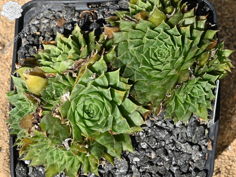 Pfälzer Gipfelstürmer / Jovi