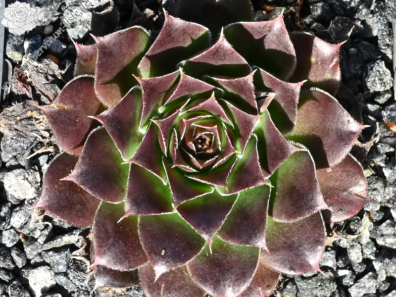 Pinatombito / Jovi