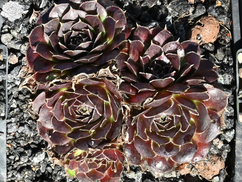 Purple Heide / Jovi