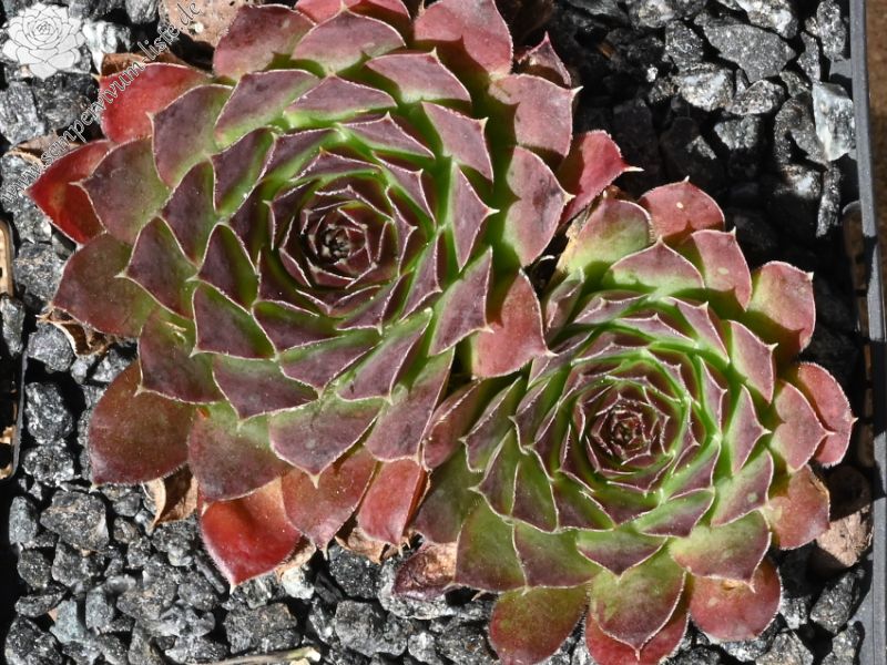 Purple Suzanna / Jovi