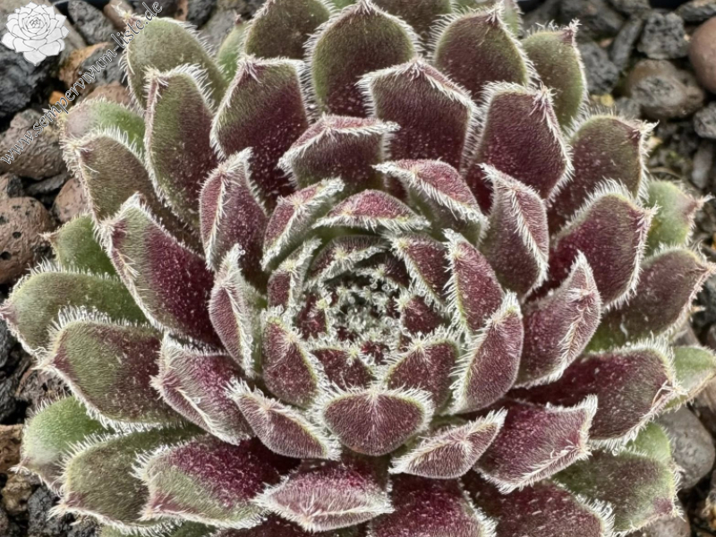 Holly