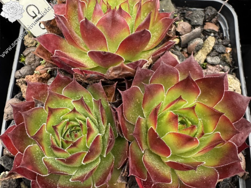 Orange Glow
