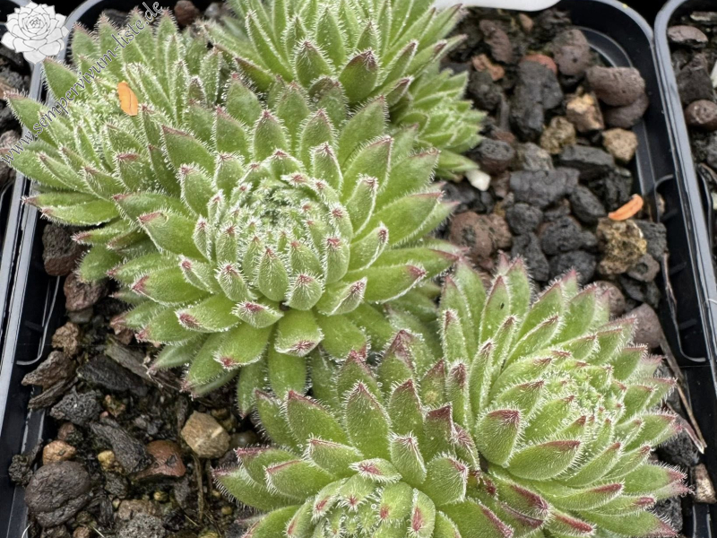 Sea Coral