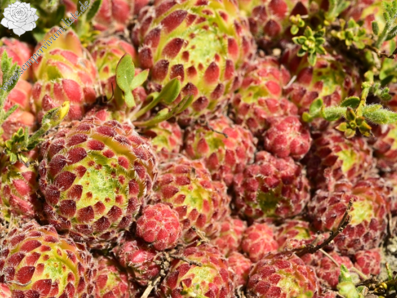 ciliosum ssp. octopodes from Kajmakčalan, SO Abhang, 2