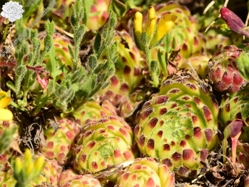 ciliosum ssp. octopodes from Kajmakčalan, SO Abhang, 2