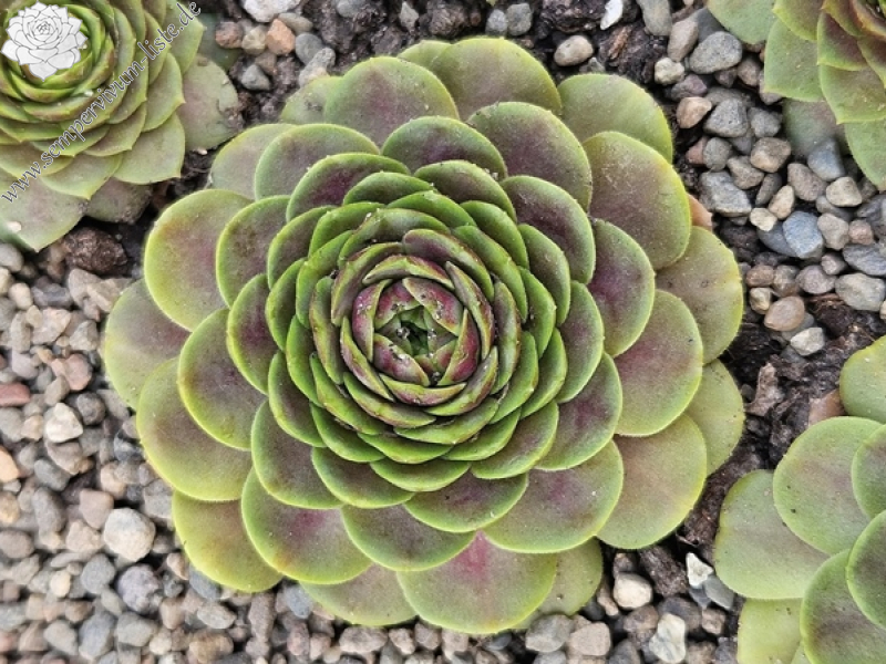 Pandora's Tenderness