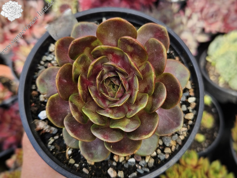 Pandora's Tenderness