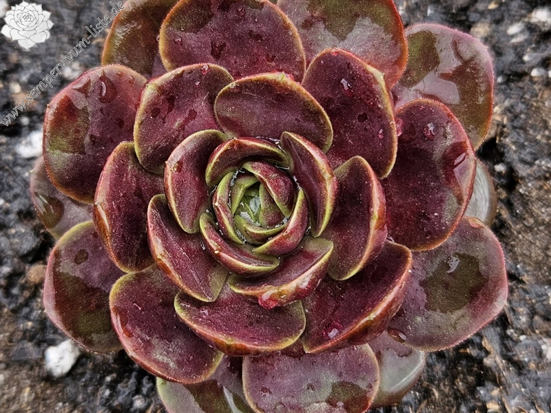 Pandora's Tenderness