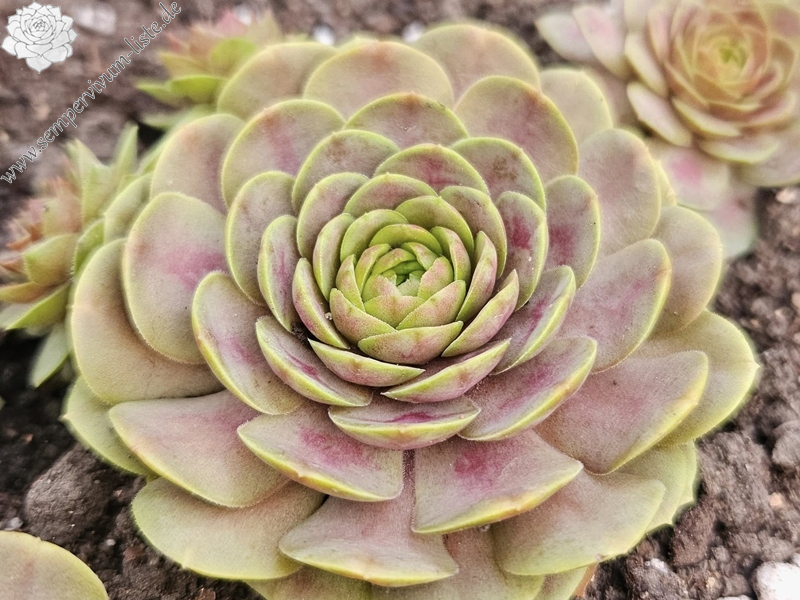 Pandora's Tenderness