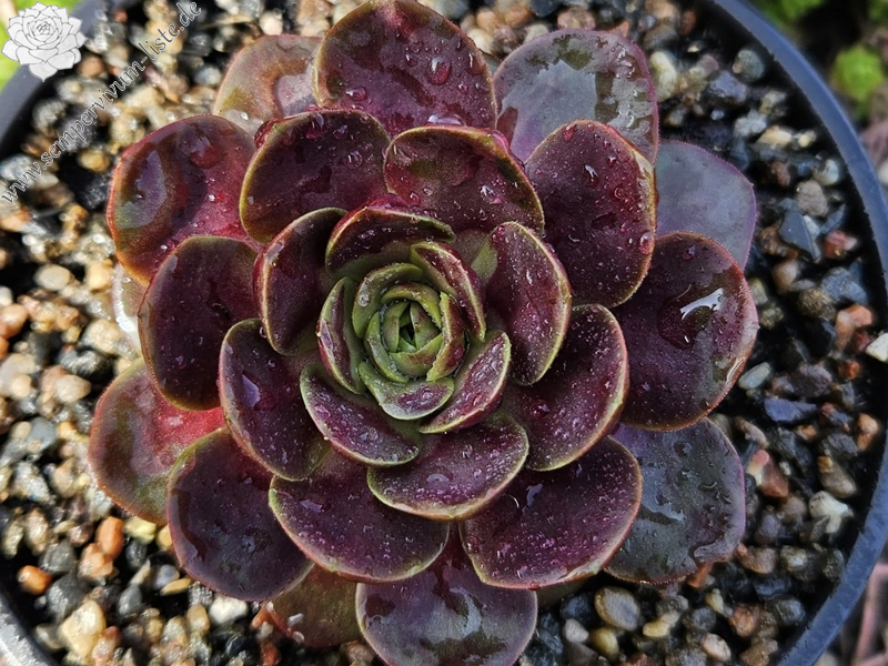 Pandora's Tenderness