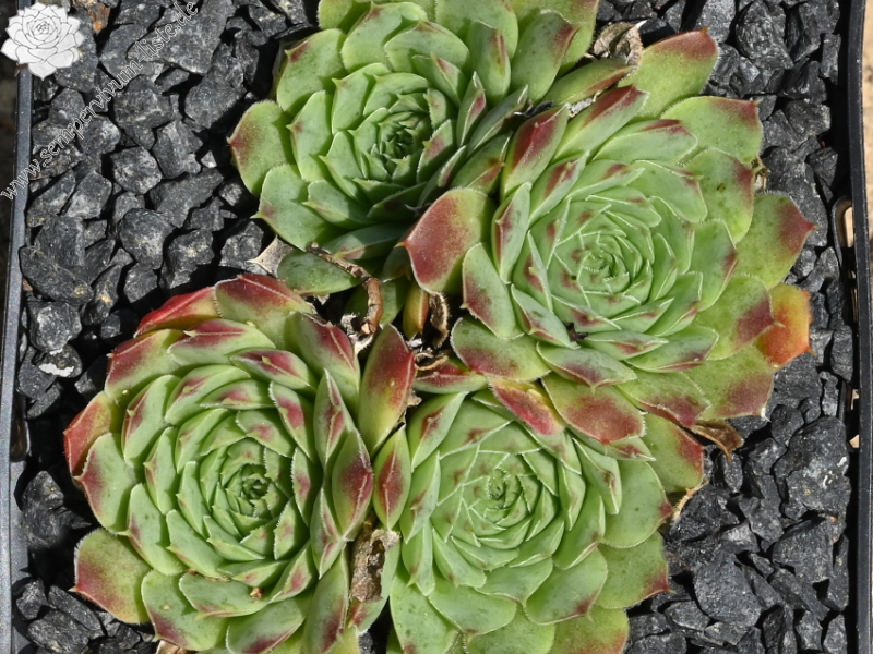 "heuffelii from ""Anthomorica""