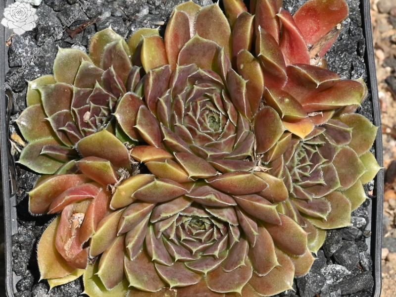 Camelopardalis / Jovi