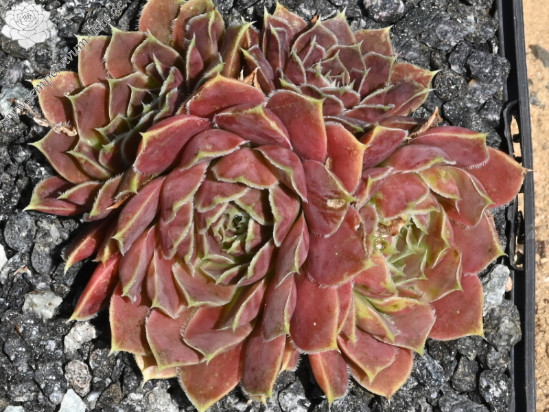 Champagne Cocktail / Jovi