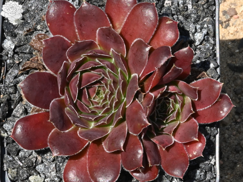 Korspelse Harpa / Jovi