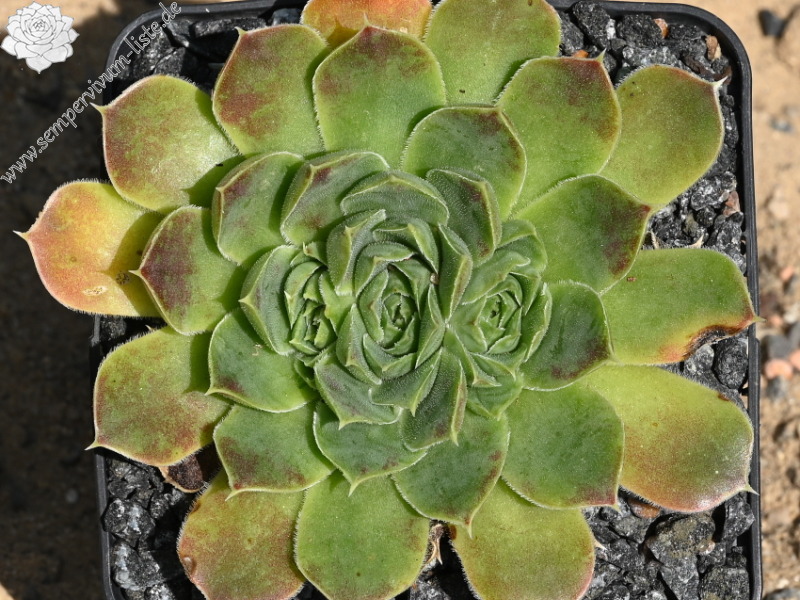 Korspelse Hiloria / Jovi