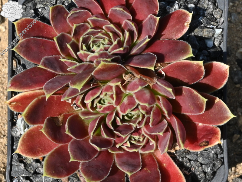 Korspelse Toinette / Jovi