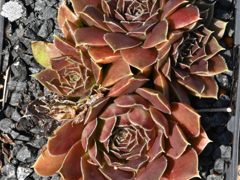 Korspelse Varpu / Jovi