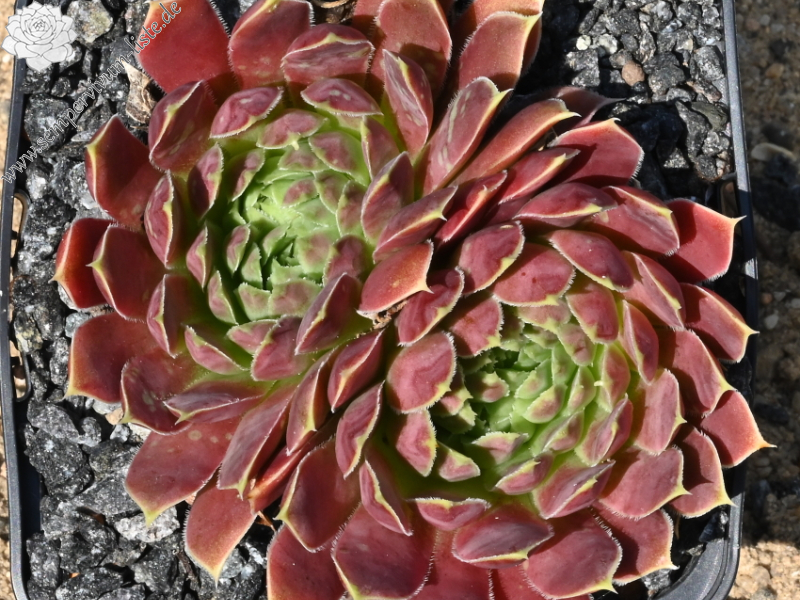 Liliane St. Pierre / Jovi