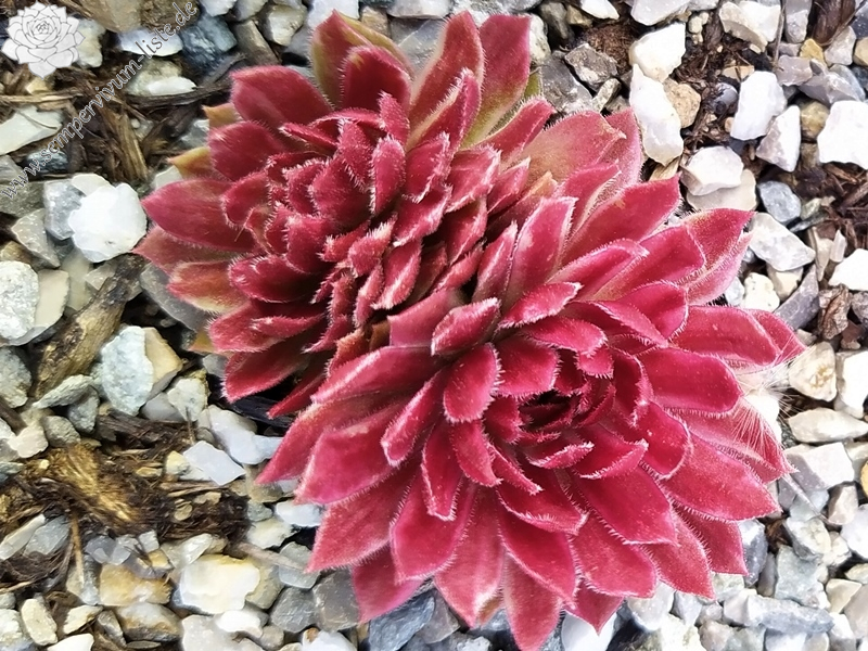 Chick Charms® Citrus Sunrise (NG)