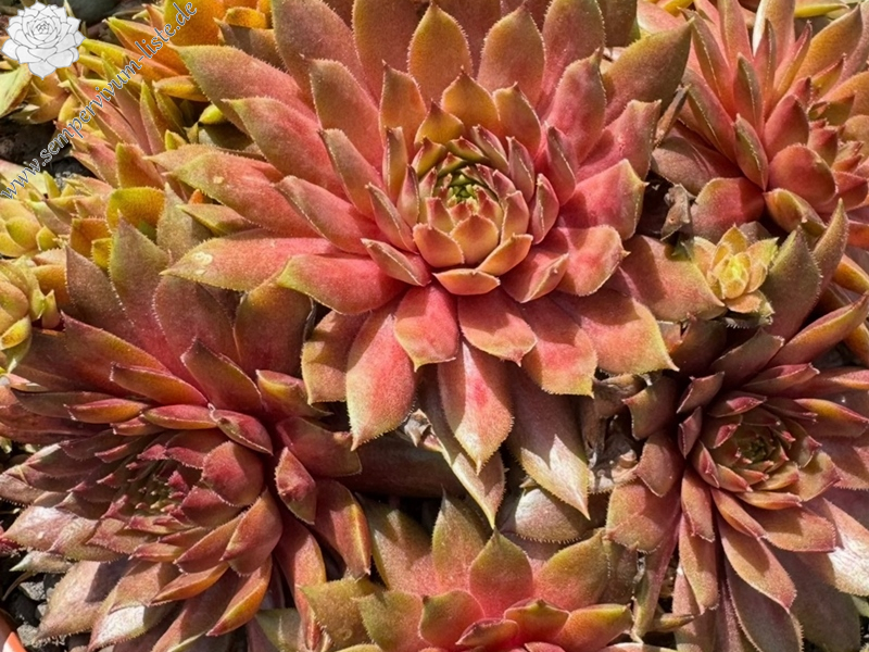 Firgrove Pink Grapefruit