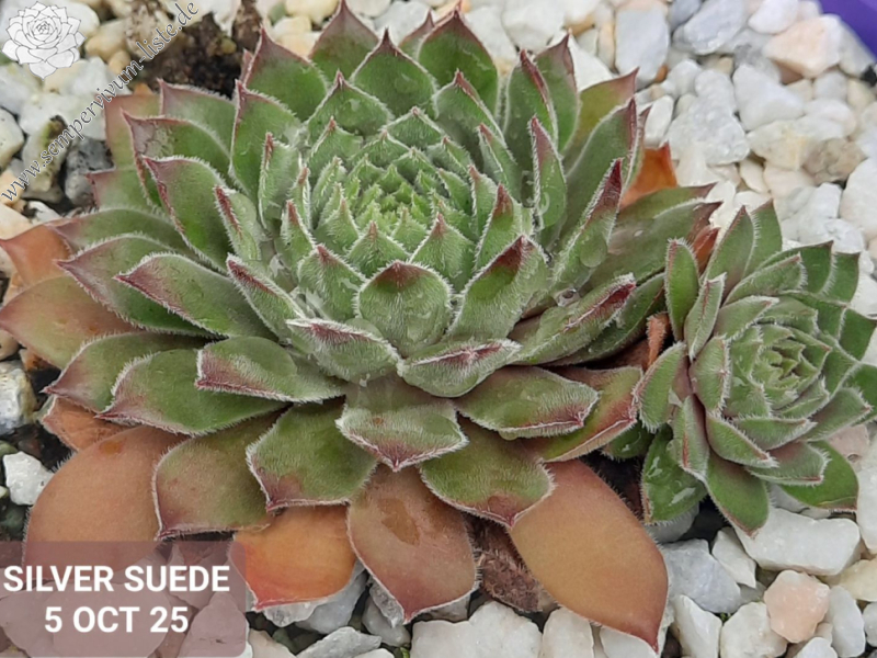 Chick Charms® Silver Suede™ (NG)