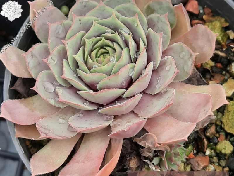 Chick Charms® Steel Appeal