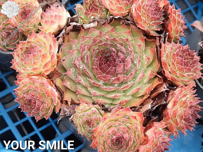 Your Smile