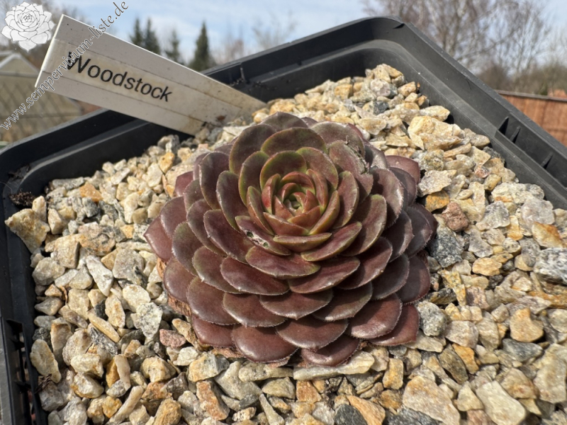  Woodstock (NNG)