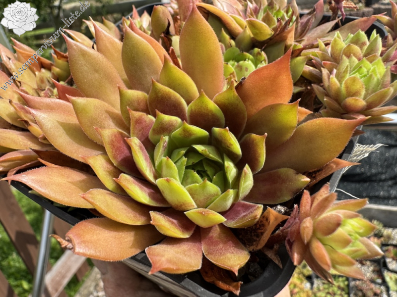  Orangita (NNG25)