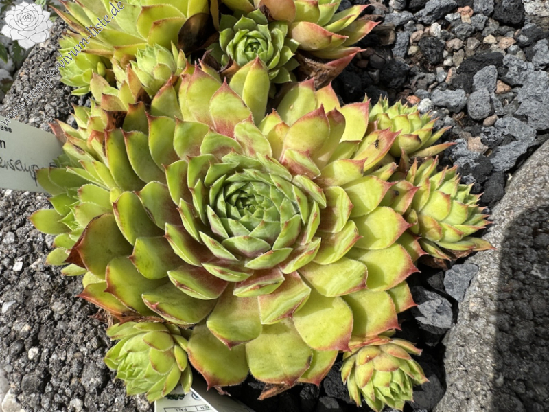 Supersemps® Emerald (NNG25)