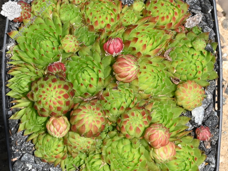 Gisela Völker / Jovi