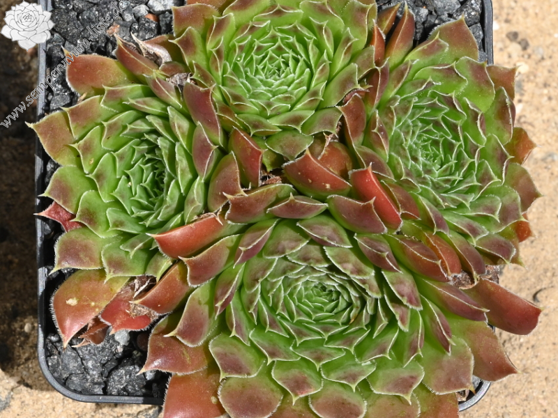 Flammenzauber / Jovi