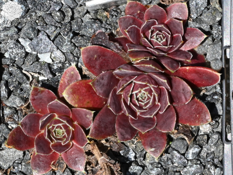 Glory of Somerset / Jovi