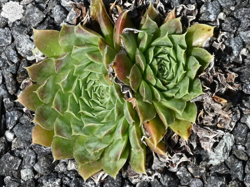 Green Suzanna / Jovi