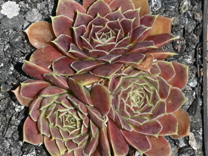 Korspel Red Perpetoe / Jovi