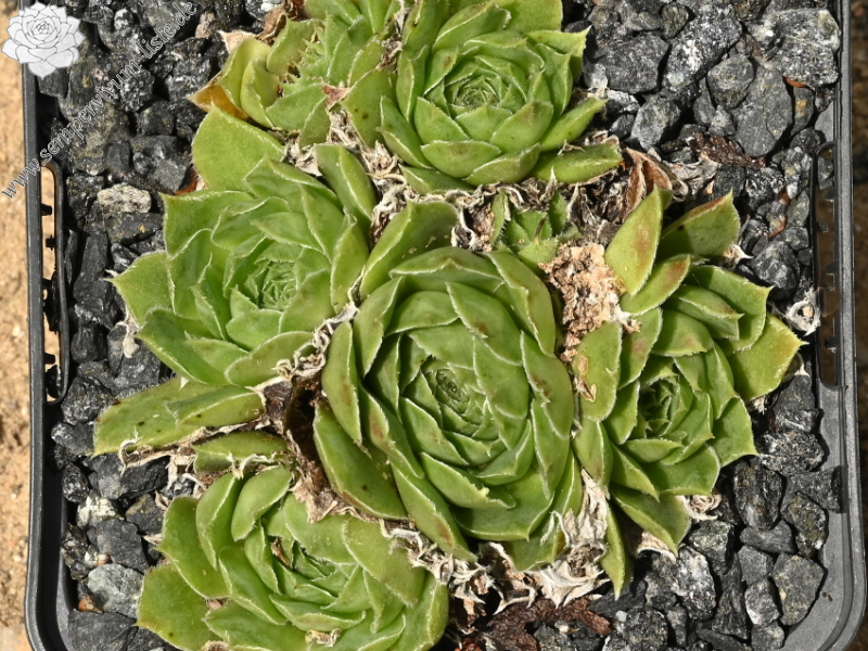 Korspelse Denoelig / Jovi