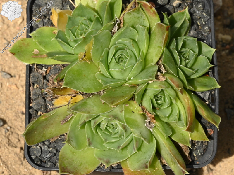 Korspelse Eudose / Jovi