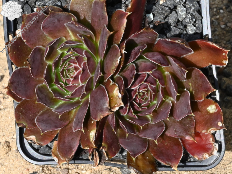 Korspelse Genofee / Jovi